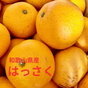 久遠の青果部 即決５００円! はっさく 八朔 訳あり８Kg 和歌山県産 の画像2