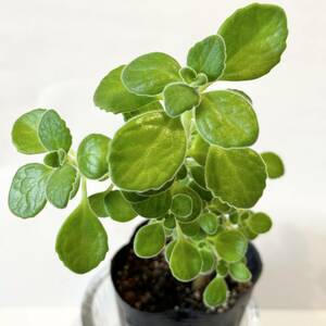 【1】観葉植物　多肉植物　ハーブ アロマティカス 　ポットごと　ミントの香り