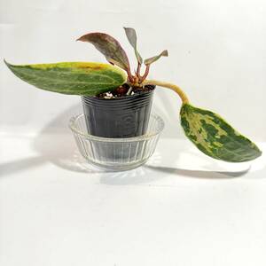 観葉植物　ポットごと　ホヤ ゴールデマージン　斑入り　リップカラー とても丈夫で育てやすいです　サクララン　ハンギング向き　