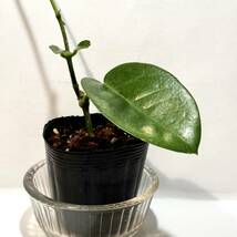 観葉植物　ポットごと　ホヤ　オーストラリア　とても丈夫で育てやすいです　サクララン　_画像5