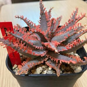 多肉植物 アロエ lion fishライオンフィッシュ TCT original 親木サイズ Aloe hybrid タグ付きハイブリッド の画像1