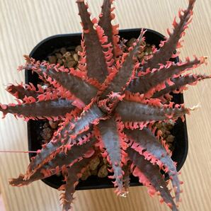 多肉植物 アロエ lion fishライオンフィッシュ TCT original 親木サイズ Aloe hybrid タグ付きハイブリッド の画像2