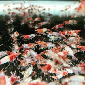 @P.O.C red Lilly shrimp 30 pcs [12mm±4mm]