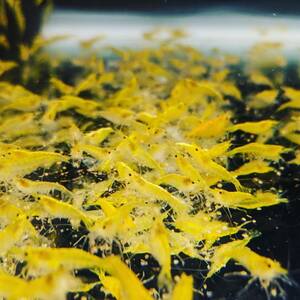 @P.O.C yellow Cherry shrimp 10 pcs [12mm±4mm]