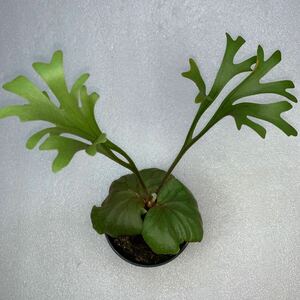  staghorn fern lido Ray small leaf type 3 P.ridleyi slender staghorns