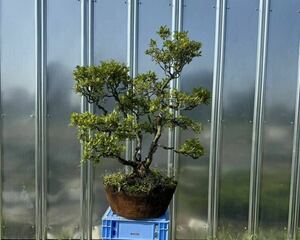  Rhododendron indicum bonsai 