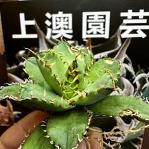 52【上澳園芸】アガベ チタノタ フィリグリ / Agave titanota Filigree 強棘 OC株_画像2