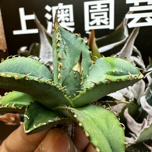 81【上澳園芸】 アガベ agave チタノタ 鰐亀 希少 特選 極上 優良血統OC株 の画像4