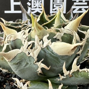 115【上澳園芸】 アガベagave チタノタ 白豪棘 特選 優良血統 子株