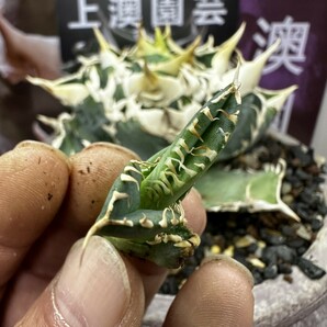 165【上澳園芸】 アガベagave チタノタ 白豪棘 特選 優良血統 OC子株 の画像7