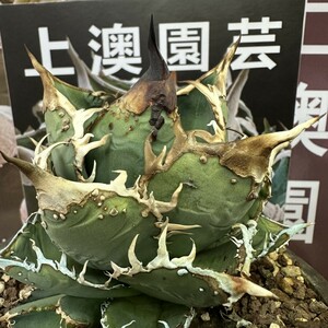 167[ on . gardening ] agave chitanota star empty rare special selection .. spot finest quality excellent ... stock ( inspection .... star empty flax flower dragon )