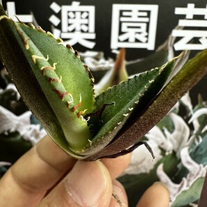 203【上澳園芸】 アガベagave チタノタ 蜘蛛 クモ 特選 優良血統 子株 (検皇冠 蚩尤 星空 麻花龍 ）の画像7