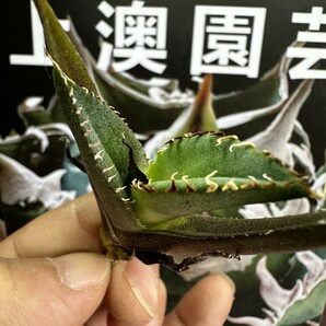 203【上澳園芸】 アガベagave チタノタ 蜘蛛 クモ 特選 優良血統 子株 (検皇冠 蚩尤 星空 麻花龍 ）の画像5