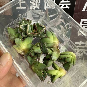 210【上澳園芸】アガベ チタノタ 蟹 カニです Agave titanota の蟹 強棘 狂棘 OC子株 10株同梱の画像2