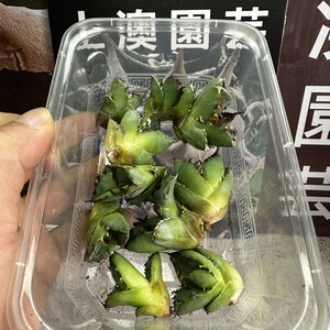 210【上澳園芸】アガベ チタノタ 蟹 カニです Agave titanota の蟹 強棘 狂棘 OC子株 10株同梱