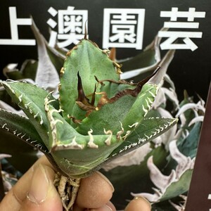 224【上澳園芸】 アガベ チタノタ 阿修羅 発根済子株 (検皇冠 蚩尤 星空 麻花龍 