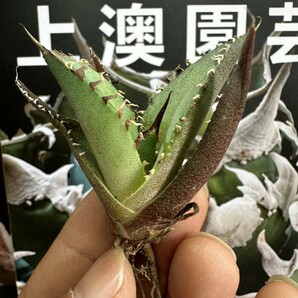 397【上澳園芸】 アガベagave チタノタ 蜘蛛 クモ 特選 優良血統 子株 (検皇冠 蚩尤 星空 麻花龍 ）の画像4