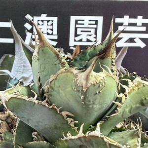 414【上澳園芸】多肉植物 アガベ チタノタ 極上強棘 裏棘 表棘 豆豆龍系列　ブツブツ 特選 優良子株