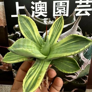 481【上澳園芸】 多肉植物アガベ パリー トランカータ ライムストリーク アイス 極美株の画像2