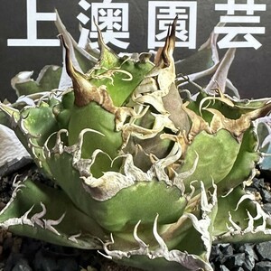 681【上澳園芸】 アガベagave チタノタ 蜘蛛 クモ 特選 優良血統 子株 (検皇冠 蚩尤 星空 麻花龍 