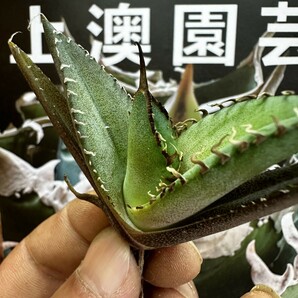 692【上澳園芸】 アガベagave チタノタ 蜘蛛 クモ 特選 優良血統 子株 (検皇冠 蚩尤 星空 麻花龍 ）の画像3