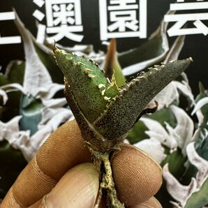 696【上澳園芸】多肉植物 アガベ チタノタ 極上強棘 裏棘 表棘 豆豆龍系列 ブツブツ 特選 優良子株の画像7