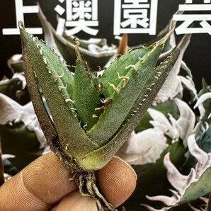 721【上澳園芸】 アガベagave チタノタ 蜘蛛 クモ 特選 優良血統 子株 (検皇冠 蚩尤 星空 麻花龍 ）の画像3