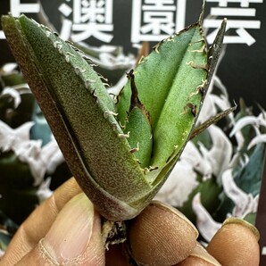  729【上澳園芸】 アガベagave チタノタ 蜘蛛 クモ 特選 優良血統 子株 (検皇冠 蚩尤 星空 麻花龍 ）の画像5