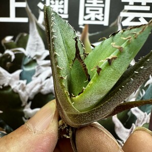  729【上澳園芸】 アガベagave チタノタ 蜘蛛 クモ 特選 優良血統 子株 (検皇冠 蚩尤 星空 麻花龍 ）の画像4