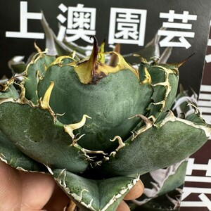 902【上澳園芸】アガベ チタノタ 正規版 白鯨 Agave titanota Beluga angel 達磨葉 丸葉 包葉型 