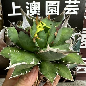903【上澳園芸】アガベ チタノタ agave titanota姫巌龍 短葉 矮型 包葉型 強棘