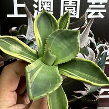 907【上澳園芸】 多肉植物アガベ パリー トランカータ ライムストリーク　アイス 極美株_画像2