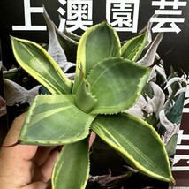 907【上澳園芸】 多肉植物アガベ パリー トランカータ ライムストリーク　アイス 極美株_画像1