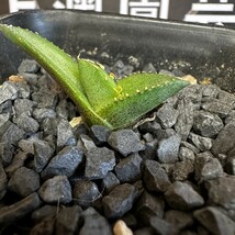  98【上澳園芸】 アガベagave チタノタ 白豪棘 特選 優良血統 子株 _画像5