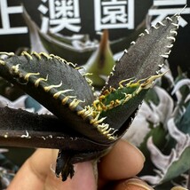 110【上澳園芸】アガベ チタノタ 金剛 精選 優良血統 発根済子株_画像3