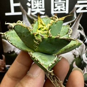 113【上澳園芸】アガベ チタノタ フィリグリ / Agave titanota Filigree 強棘