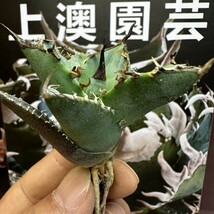 142【上澳園芸】 アガベ チタノタ 阿修羅 発根済子株 (検皇冠 蚩尤 星空 麻花龍 _画像5