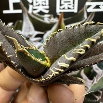 156【上澳園芸】アガベ チタノタ 金剛 精選 優良血統 発根済子株_画像6