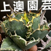 164【上澳園芸】アガベ チタノタ 正規版 白鯨 Agave titanota Beluga angel 達磨葉 丸葉 包葉型_画像1