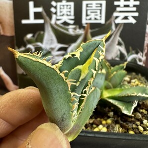 664【上澳園芸】 アガベagave チタノタ 白豪棘 特選 優良血統 OC子株 の画像7