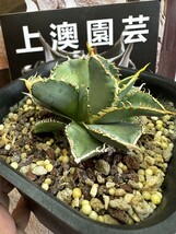 664【上澳園芸】 アガベagave チタノタ 白豪棘 特選 優良血統 OC子株 _画像3