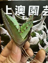 681【上澳園芸】 アガベagave チタノタ 蜘蛛 クモ 特選 優良血統 子株 (検皇冠 蚩尤 星空 麻花龍 _画像4