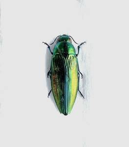 【日本の甲虫標本】東京都産★アオタマムシ♀　美麗個体　【約24ミリ】