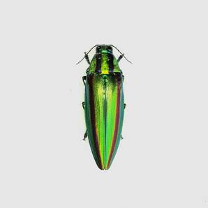 【日本の甲虫標本】神奈川県産  ヤマトタマムシ♀  【約40ミリ】の画像2