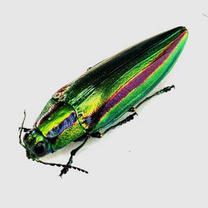 【日本の甲虫標本】神奈川県産  ヤマトタマムシ♀  【約40ミリ】の画像1