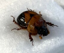 【日本の甲虫標本】東京都産　ムネアカセンチコガネ♂　　【約11ミリ】_画像5
