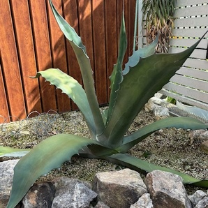 アガベ サルミアナ フェロックス① Agave salmiana v.feroxの画像1