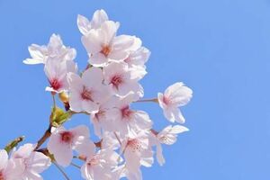 桜写真集　100枚