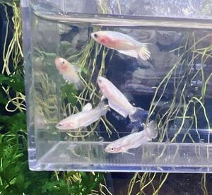 ☆発送日限定です☆ betta プラカット　幼魚　5匹セット