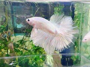 ☆発送日限定です☆ betta プラチナホワイトハーフムーン　オスメスペア